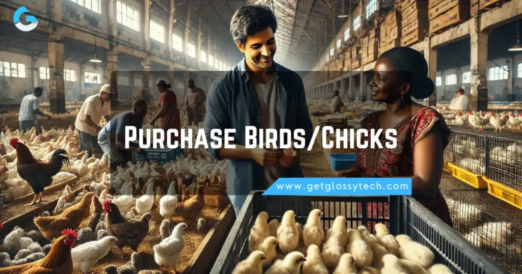 Purchase Birds_Chicks